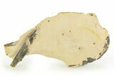 Eocene Lobster (Hoploparia) Fossil - England #351030-1